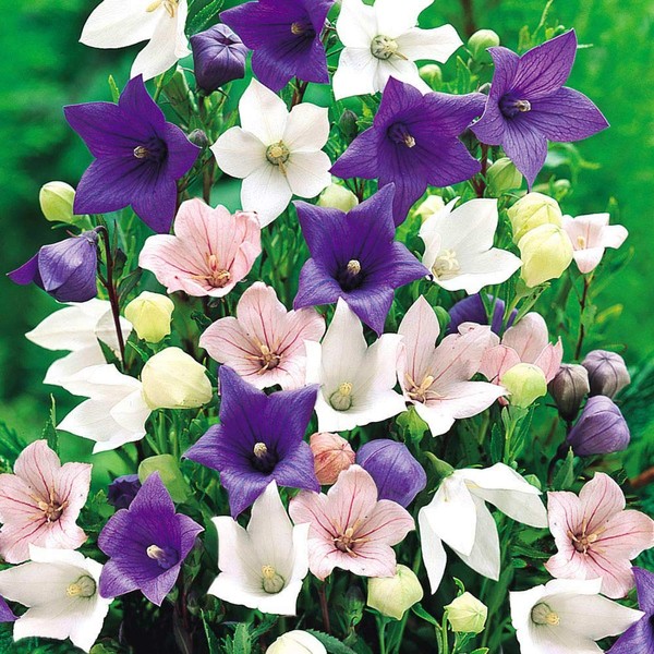 CEMEHA SEEDS - Canterbury Bells Mix Cup and Saucer Giant