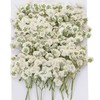 Mini Dried Pressed Baby's Breath Flowers Bulk - Real Natural
