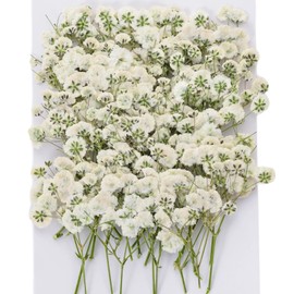 Mini Dried Pressed Baby's Breath Flowers Bulk - Real Natural Flat Real Gypsophila Dried Pressed Flowers for Resin, Wedding Invitation, Scrapbooking, Candle Making, Paper Crafts
