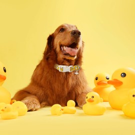 Maca Bates Yellow Duck Dog Collar Puppy Collars Durable Comfortable Adjustable Birthday Gift for XS Small Medium Large XL Girl Boy Female Male Dogs Pet with White Buckle