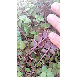 Dwarf Bolivian Wandering Jew ☆30 Cuttings ☆ Tradescantia Minima Callisia Repens