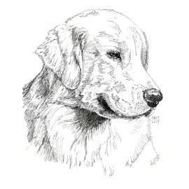 Golden Retriever Cards 10 Cards