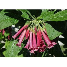 Iochroma Burgundy Wine Iochroma angel trumpet hummingbirds love brugmansia cousin  seeds
