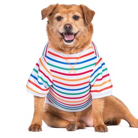 The Dodo Striped Crewneck Sweatshirt for Dogs, Size Extra Small, Everyday Apparel for Dogs, Cute Dog Tee, Cute Clothes
