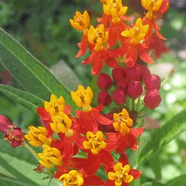 Everwilde Farms - 500 Blood Flower Wildflower Seeds - Gold Vault Jumbo Seed Packet