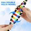 VOSAREA DNA Model Double Helix Model DNA Display Component for