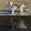 Dog Pulling Harness (XL, Black) Reflective X-Back Harness for Sled