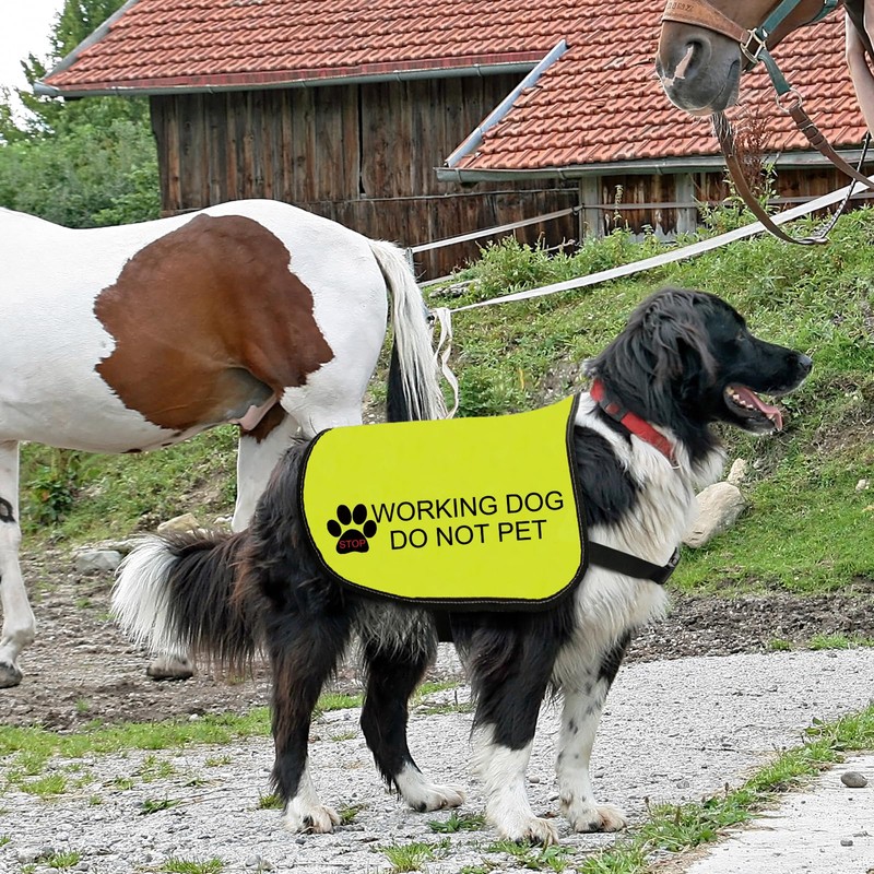 Working Dog Jacket Vest Do Not Pet Dog Vest Dog
