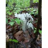 Ghost Pipe Tincture 4oz Harvested In Pennsylvania FREE Shipping