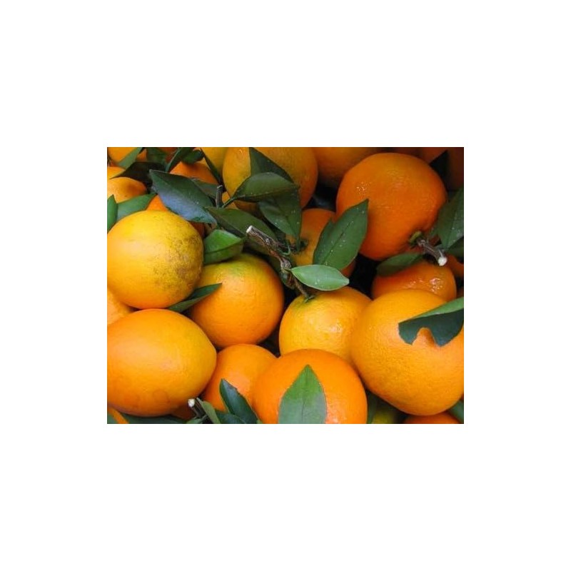 Orange Seeds for Planting 40 Pcs