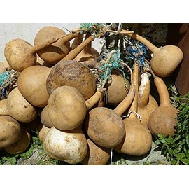 Gourd Seeds “Long Handled Dipper” – Thick Walled Gourds - Ideal for Crafts and Birdhouses | Liliana's Garden |