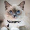 Hepplly 2 Pack Cat Collars Quick Release Reflective Kitten Collar