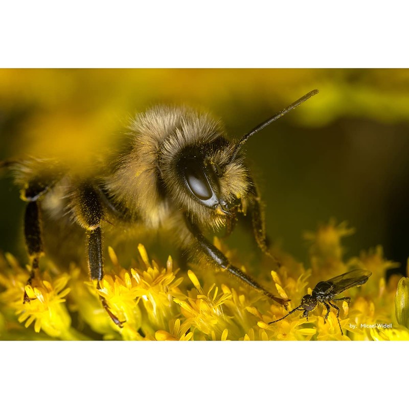 TTArtisan 40mm f/2.8 MACRO C Micro Four Thirds Black Lens