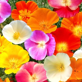 TomorrowSeeds - 7 Colors Mix California Poppy Seeds - 500+ Count - for 2025 Planting Rainbow Poppies Mixed Colors Formula Drought Tolerant USA Garden Flower Grow Your Own Home Farm Patio Healthy
