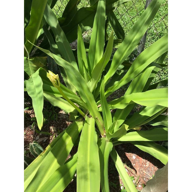 White Giant White Lilly (Crinum Asiaticum)/Spi