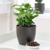 American Plant Exchange Arabica Coffee Real Live Plant, 6" Pot,