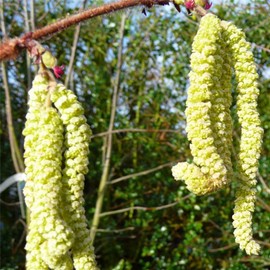CHUXAY GARDEN 9 Seeds European Filbert,Corylus Avellana,European Hazelnut Edible Survival Gear Food Seeds Deciduous Tree Low-Maintenance
