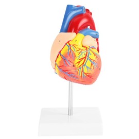 1:1 Heart Anatomical Model - Male Actual Size - 2 Pieces - Clinic Cardiology Student