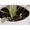 Premium Monstera Potting Soil | Quick Draining, Nutrient Rich Living
