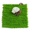 Jinymral Hermit Crab Climbing Wall, 6 Inch Adjustable Hermit Crab