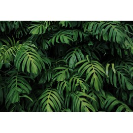 MFWFM Tropical Monstera Wallpaper Banana Leaf Wall Mural Wallpaper for Living Room Bedroom TV Background Wall Covering(Not Peel n' Stick)