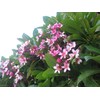 Hawaiian Pink Plumeria Plant Cuttings (Pack of 4) Grow Hawaii