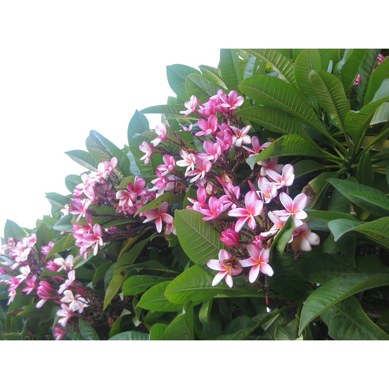 Hawaiian Pink Plumeria Plant Cuttings (Pack of 4) Grow Hawaii