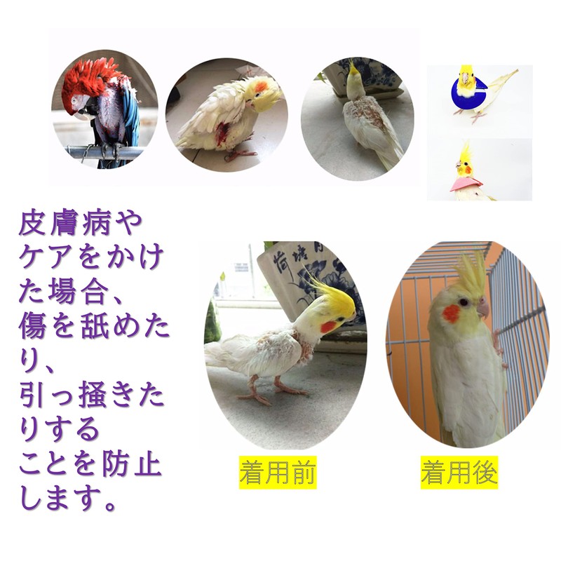 Anigship Elizabeth Color Bird Set of 4 for Small Animals,