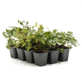 12 Creeping Fig, Live Plants – Ficus Repens – Fast-Growing & Versatile Climbing Vine in 2.5” Nursery Cubes – Perfect for Living Walls, Topiaries, Ground Cover & Indoor/Outdoor Decor
