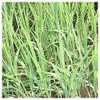 Everwilde Farms - 1000 Rice Cut Grass Native Grass Seeds