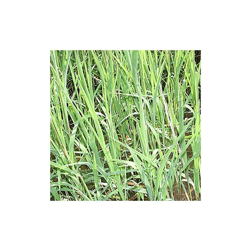 Everwilde Farms - 1000 Rice Cut Grass Native Grass Seeds
