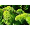 Fresh Sitka Spruce (Picea sitchensis), 50 seeds