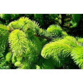 Fresh Sitka Spruce (Picea sitchensis), 50 seeds
