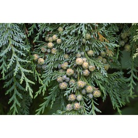 Port Orford Cedar | Medium Tree Seedling | The Jonsteen Company