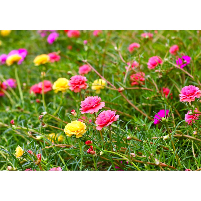 Seeds Multicolor Purslane Double Flower Mix 1000+ Seeds to Grow