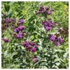Everwilde Farms - 500 Common Ironweed Native Wildflower Seeds -