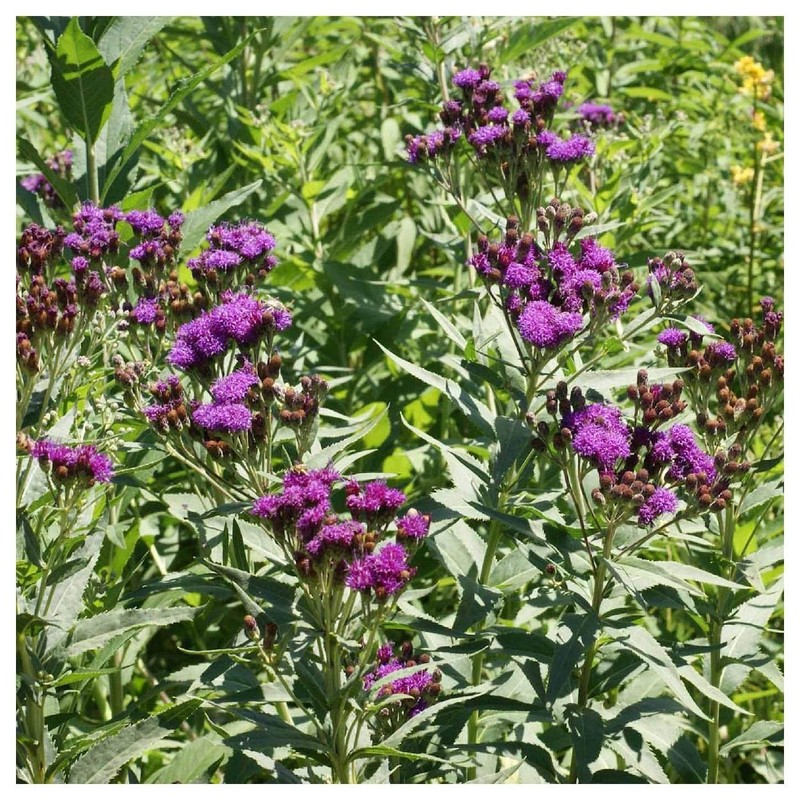 Everwilde Farms - 500 Common Ironweed Native Wildflower Seeds -