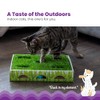 Petstages Caja de Caza con Parche de Hierba para Gatos