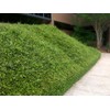 Classy Groundcovers, Asiatic/Dwarf Asian/Minima/Japanese/Yellow Star Jasmine (50 Bare Root Plants)