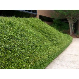 Classy Groundcovers, Asiatic/Dwarf Asian/Minima/Japanese/Yellow Star Jasmine (50 Bare Root Plants)