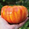 Fresh 30++ - 50++ Seeds Beefsteak Tomato Rainbow Giant Rare Indeterminate ,Organic  - 50++ Seeds