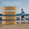 OMRE Quercetin and Fisetin Supplements - Third-Party Tested Senolytic Supplements