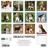 Willow Creek Press, Just Beagle Puppies 2026 Wall Calendar, 12''