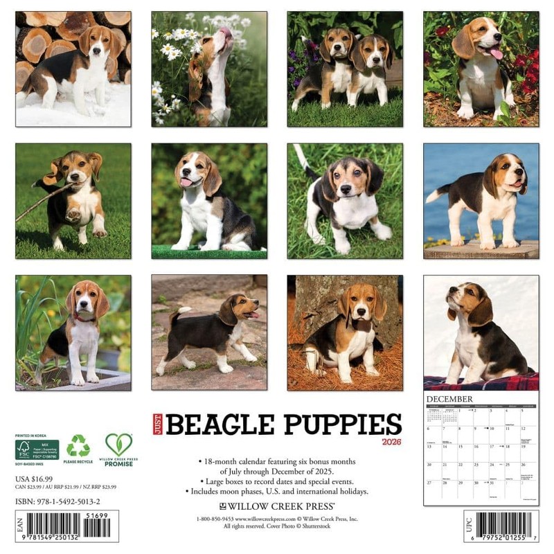 Willow Creek Press, Just Beagle Puppies 2026 Wall Calendar, 12''