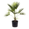 American Plant Exchange American Plant Exchange Live Windmill Palm Tree,