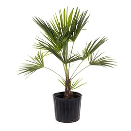 American Plant Exchange American Plant Exchange Live Windmill Palm Tree, Chusan Palm Tree, Plant Pot for Home and Garden Decor, 10" Pot