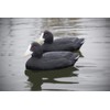 Higdon Outdoors Standard Coot Duck Decoys | Lightweight & Realistic