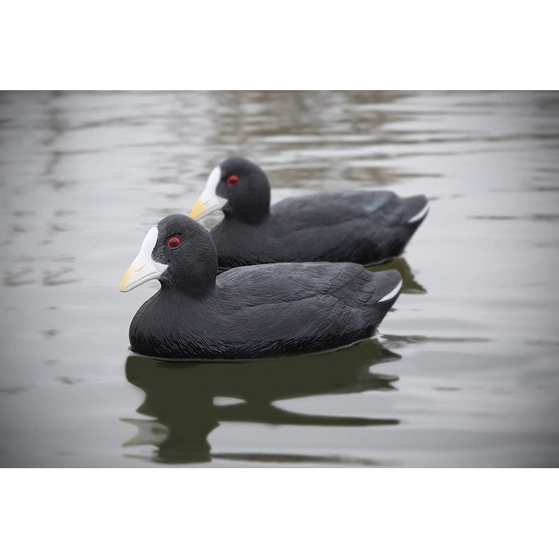 Higdon Outdoors Standard Coot Duck Decoys | Lightweight & Realistic