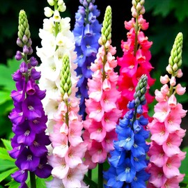 Seeds Dwarf Delphinium Mix Multicolor 100+ Seeds to Grow Low Height Spike-Like Perennial Flowers Larkspur Spring of Fall Planting
