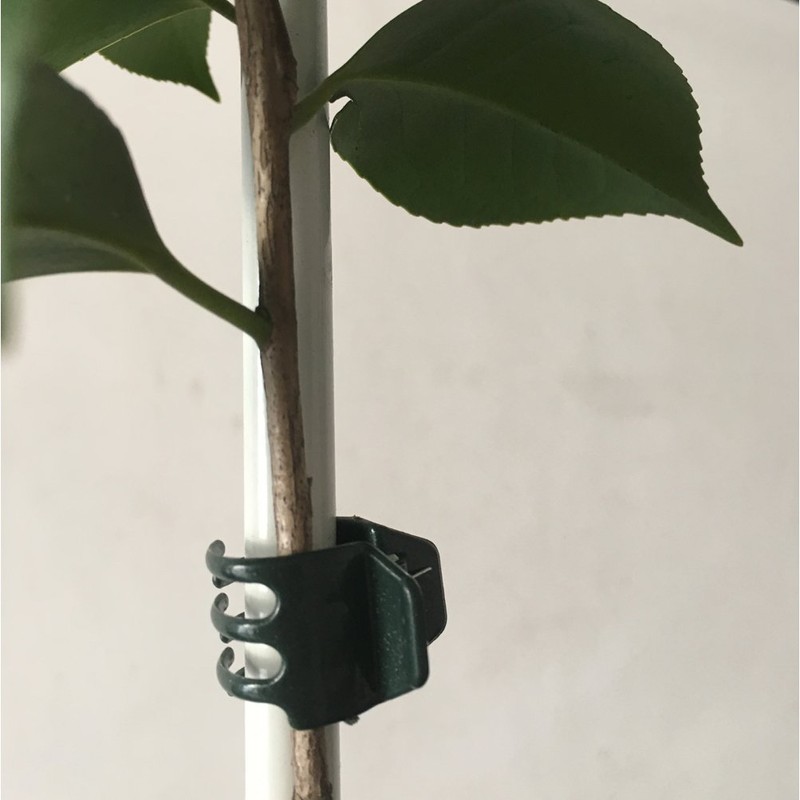 Vtete 50 PCS Large Size Orchid Clips and Garden Support
